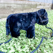 Load image into Gallery viewer, FARM TOY - American-Made Plush Show Calf (6 Colors)