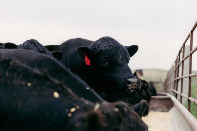 Cattle Upon A Thousand Hills