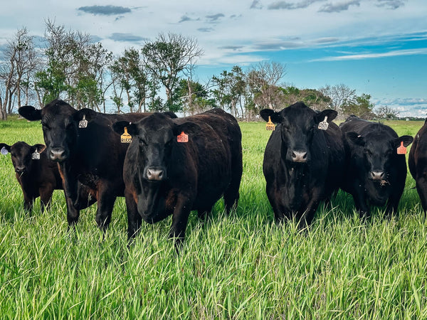 The American Cattle Rancher Is An Environmental Success Story